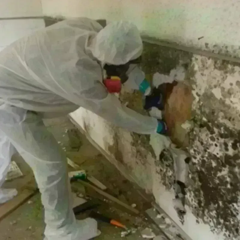 Mold Remediation and Removal in Crawfordville, FL